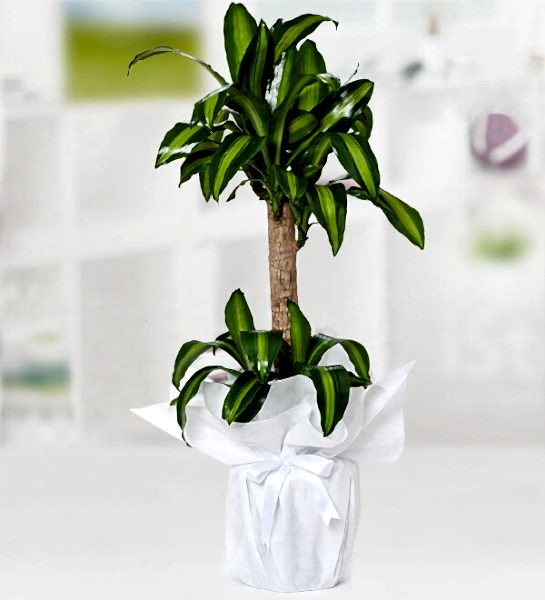 Yucca Mesengena