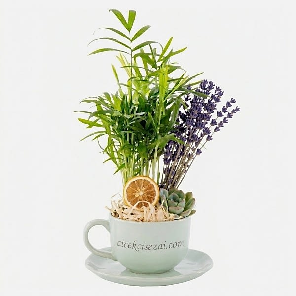 Luzern succulent cup